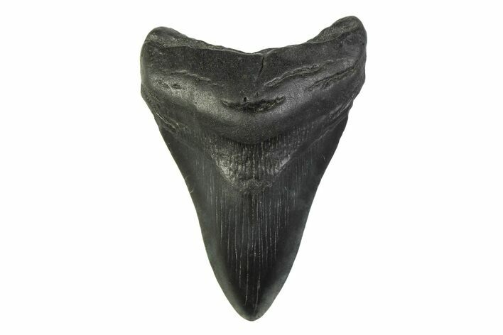 Fossil Megalodon Tooth - South Carolina #341369